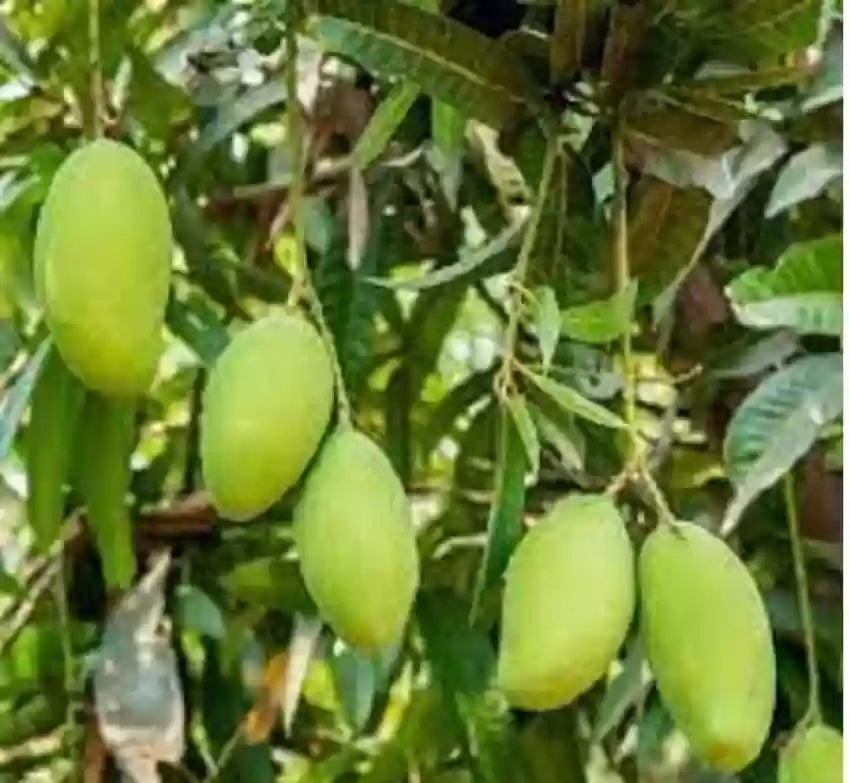 Hybrid Langra Mango Fruit Plant