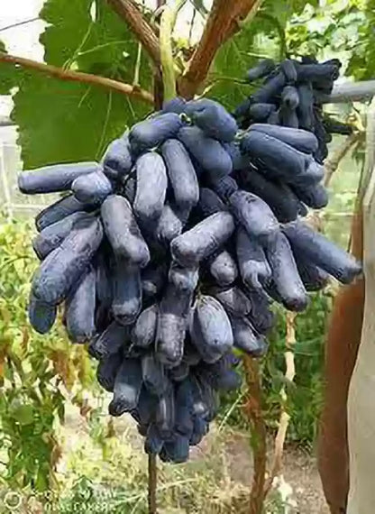 Grape Fruit Plant | Angoor Vine