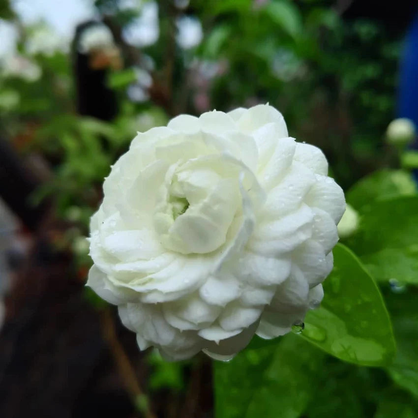 Jasmine Rose Flower -Fragrant Plants