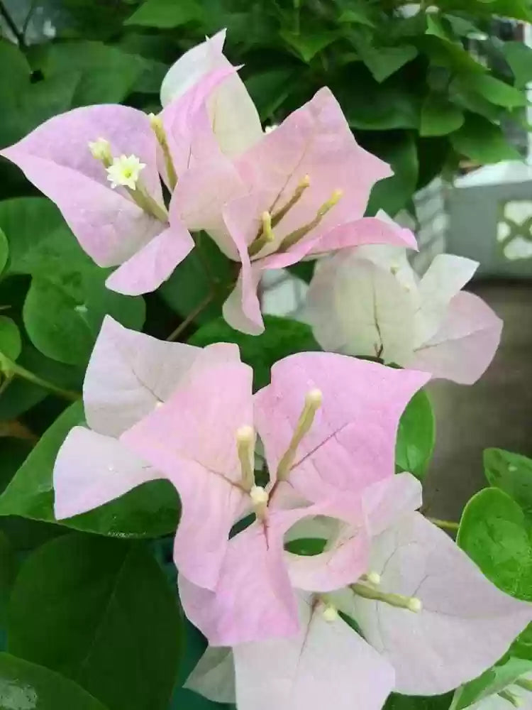 Bougainvallea Flowers Plant(Light Pink)