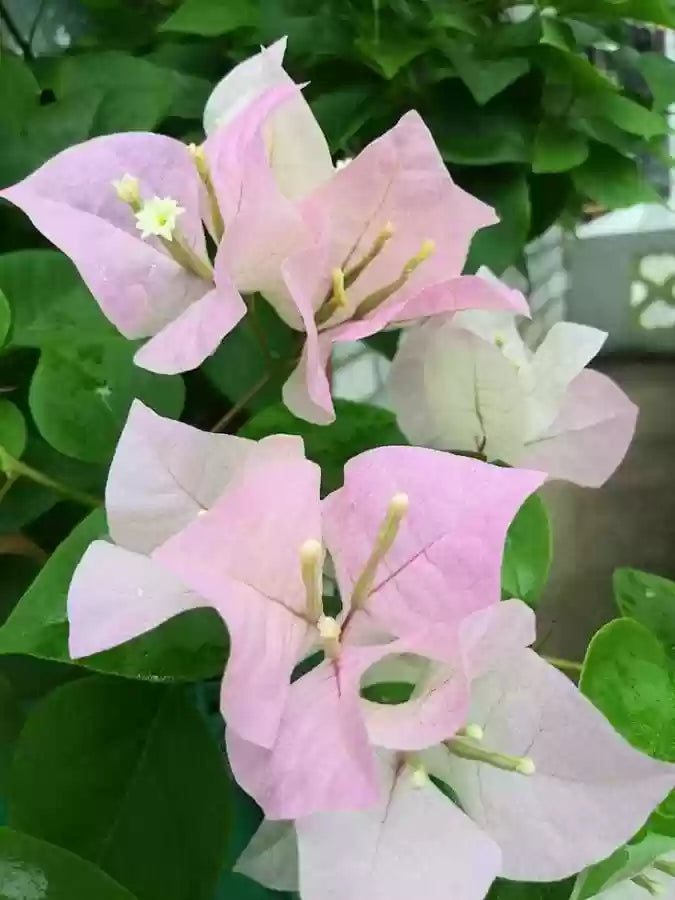 Hybrid Bougainvillea (White) -Flower Plant-(Gardenershub)