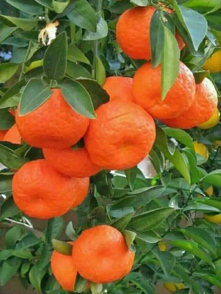 Sleet Kamla Orange Plant-grafted