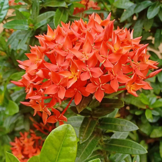 Hybrid Ixora Flowers Plant For Gardening