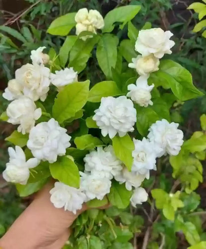 Fragrant Mogra Plant