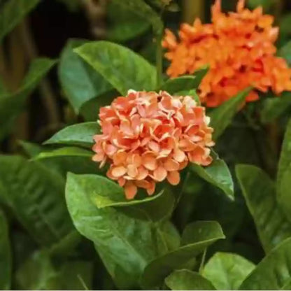 Hybrid Ixora Flowers Plant For Gardening