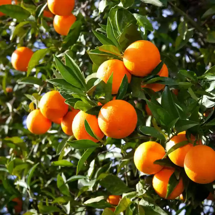 Sleet Kamla Orange Plant-grafted