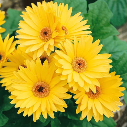 Gerbera  Perennial Flower Plant (Yellow)