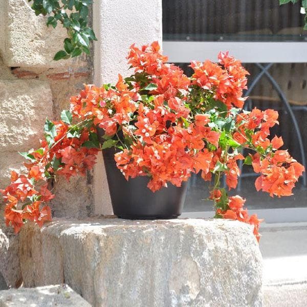 Daimond Orange Bougainvillea flower plant