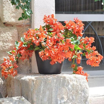 Daimond Orange Bougainvillea flower plant