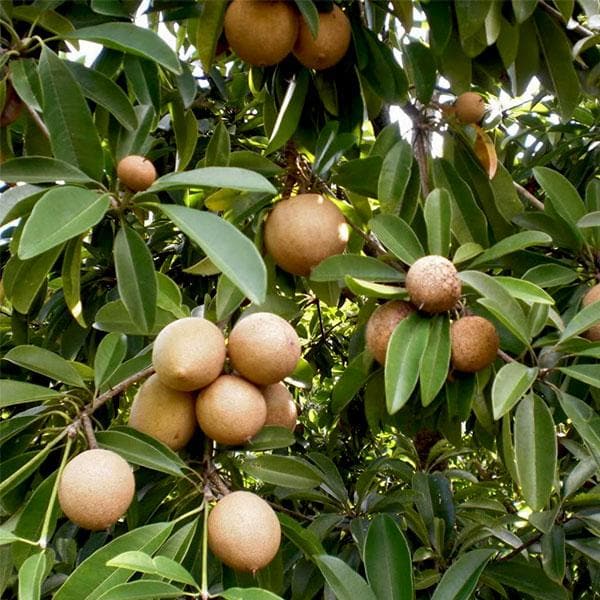 Kalapati Chiku Grafted Fruit  Plant