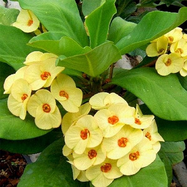 Hybrid Euphorbia Flowers Plant (Yellow)