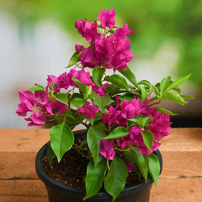 Bougainvallea Flowers (Pink Colour) Plant