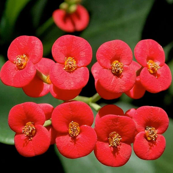 Euphorbia flowers plant (red) For Home Garden