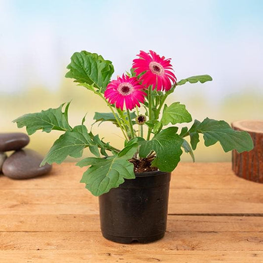 Gerbera  Perennial Flower Plant (Pink)