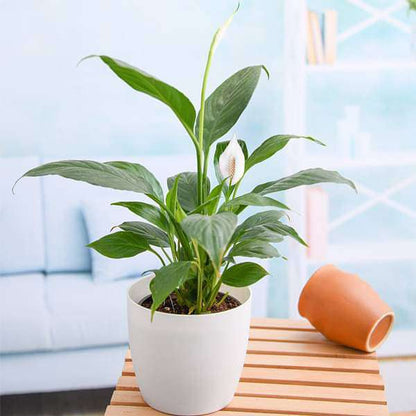 Peace Lily, Spathiphyllum - Plant