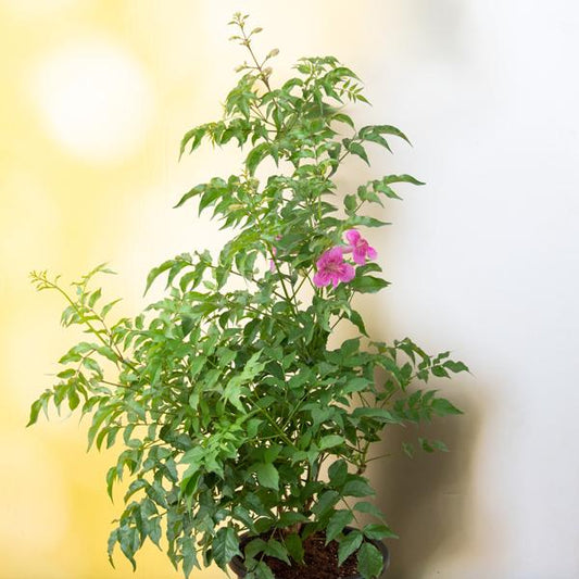 Tecoma Pink Vine Flower  Plant