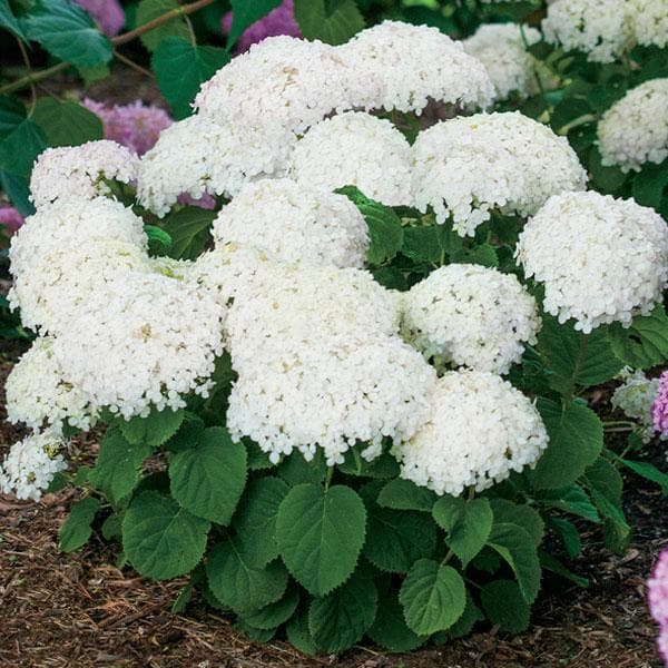 Hydrengea Flowers Plant-White Colour