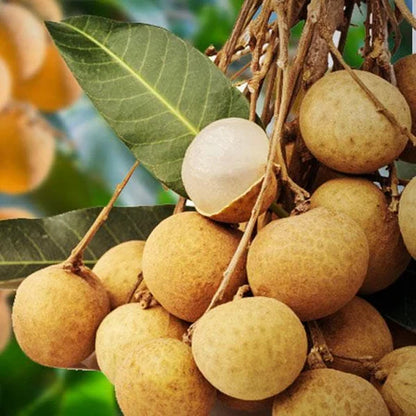 Hybrid Longan fruit Plant- Grafting