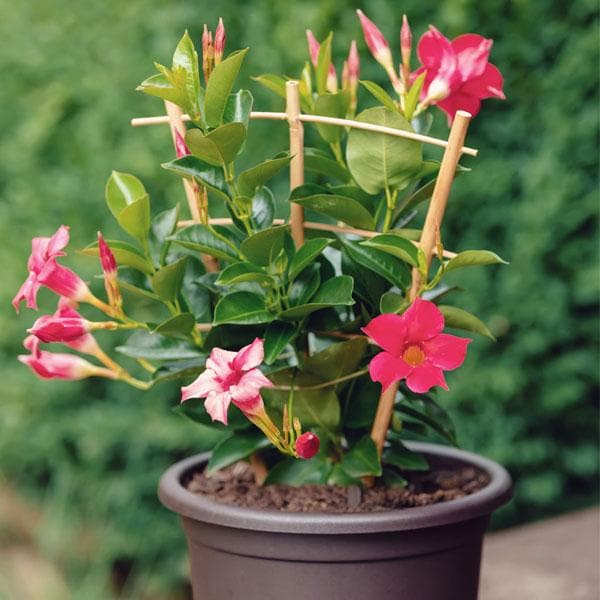 Mandevillea Flowers Plant-Pink Colour