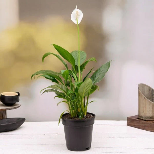 Peace Lily, Spathiphyllum - Plant