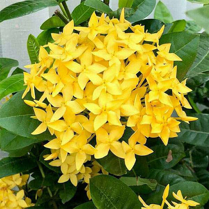 (Gardenershub) Chinese Ixora Flowers Plant (Yellow)