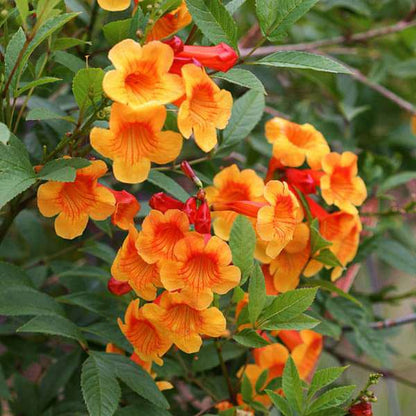 Tecoma Orange Vine Flowers Plant