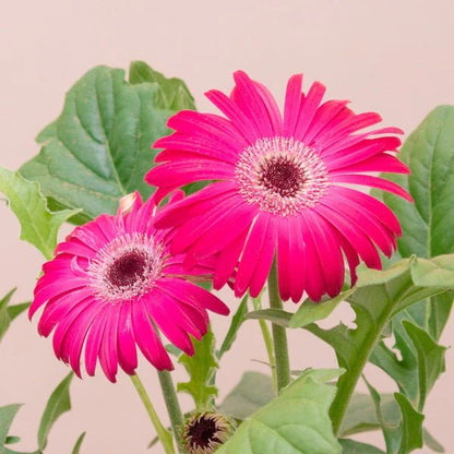 Gerbera  Perennial Flower Plant (Pink)