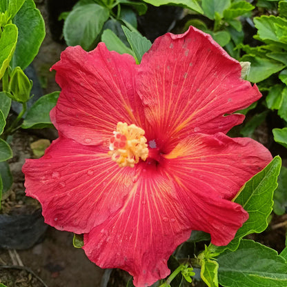 Hybrid  American Hibiscus Flower Plant