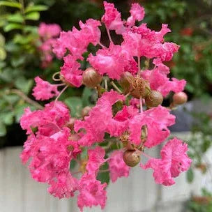 Furush Flowers Plant (Pink Colour)