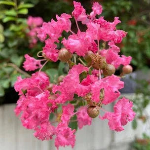 Furush Flowers Plant (Pink Colour)