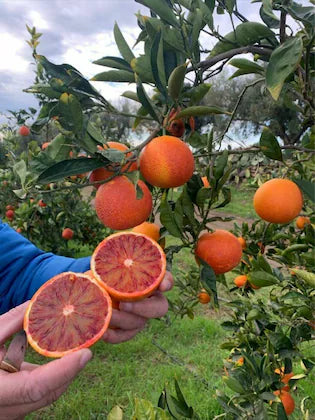 Red Malta Orange Plant (Grafted)