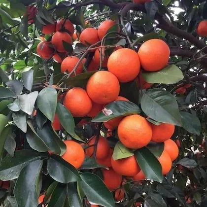 Red Malta Orange Plant (Grafted)