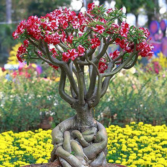 Aarabicum Adenium (Desert Rose) Plant