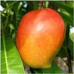 Apple Mango(Grafted) Fruit Plant.