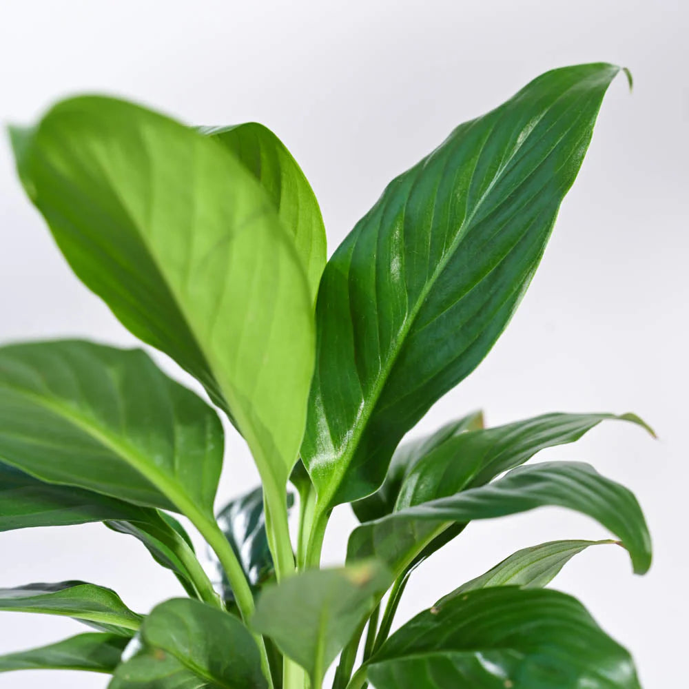 Peace Lily Plant