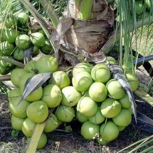 Kalpa Sankara Coconut Fruit Tree