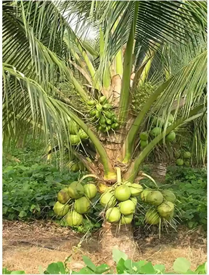 Kalpa Sankara Coconut Fruit Tree