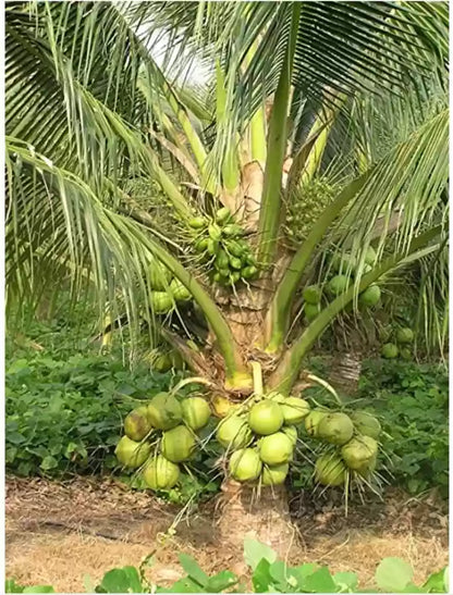 Kalpa Sankara Coconut Fruit Tree