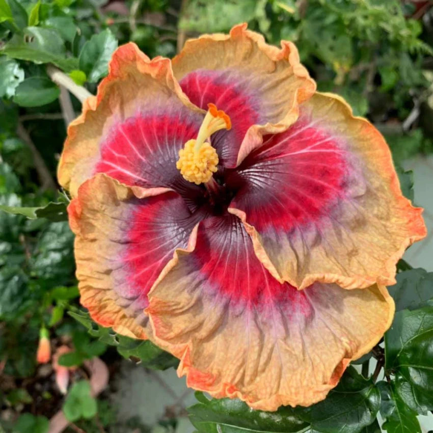 Hybrid Austrelian Hibiscus Flower plant