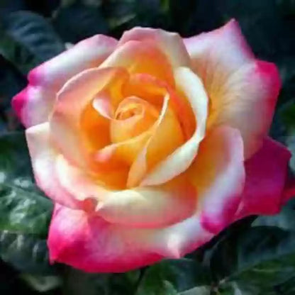 Hybrid Rose Grafted Plant (White)