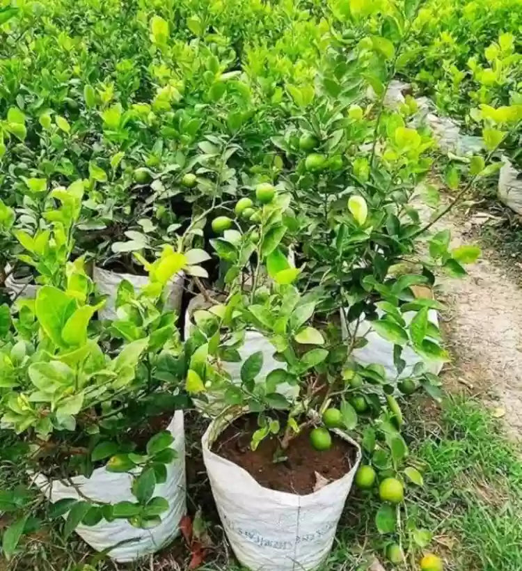 Fresh All Time Kagzi Lemon Plants - Grafted