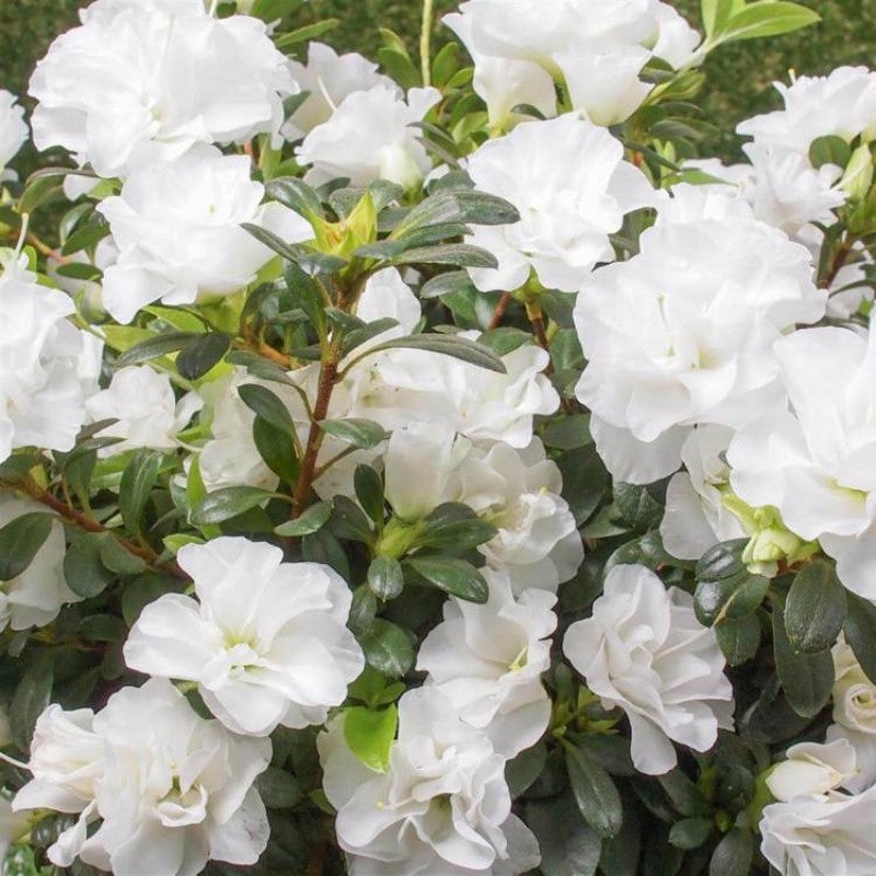 Azalea Flowers Plant(white) For Gardening