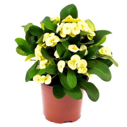 Hybrid Euphorbia Flowers Plant (Yellow)