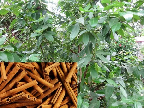 cinnamon dalchini plants