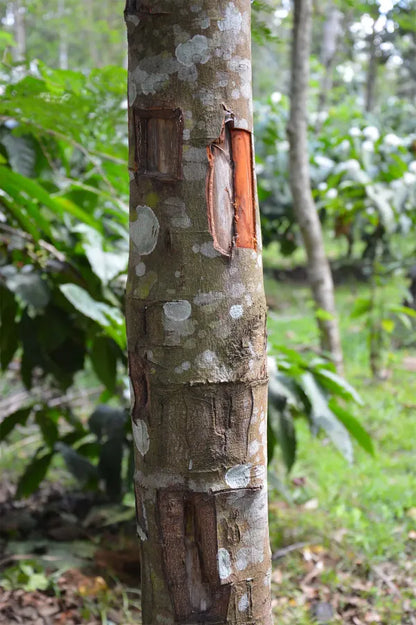 cinnamon dalchini plants