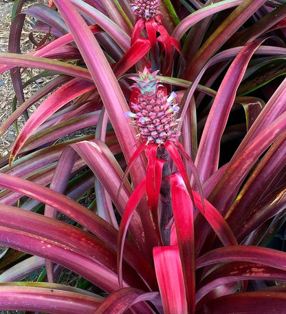 Red Pineapple Plant | Anaras Plant