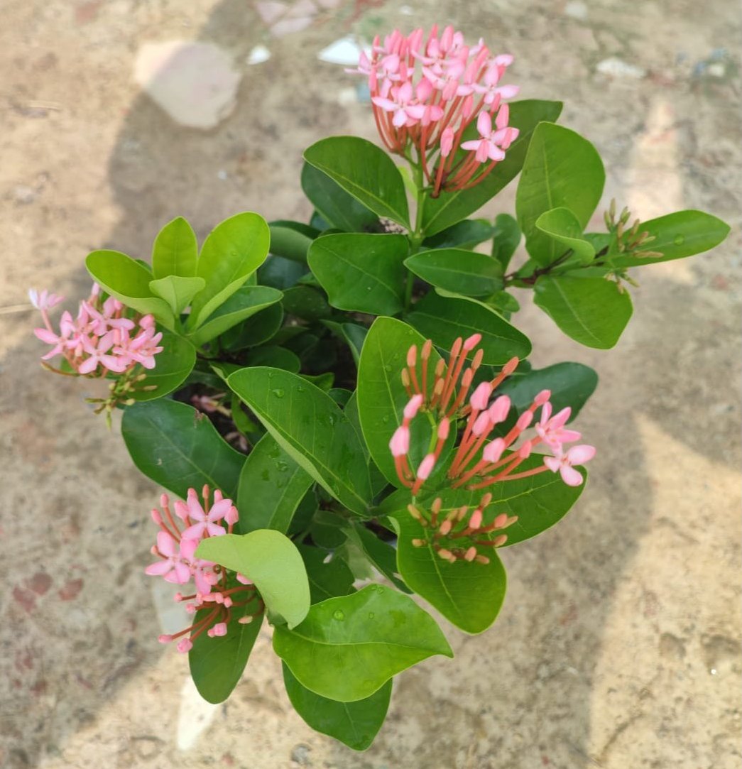 Chinese Ixora Flower Plant (Pink)-(Gardenershub)