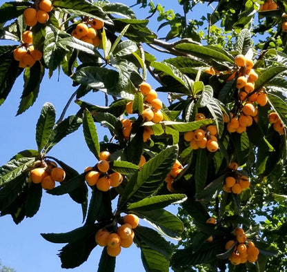 Hybrid Loquat Fruit Plant Grafted