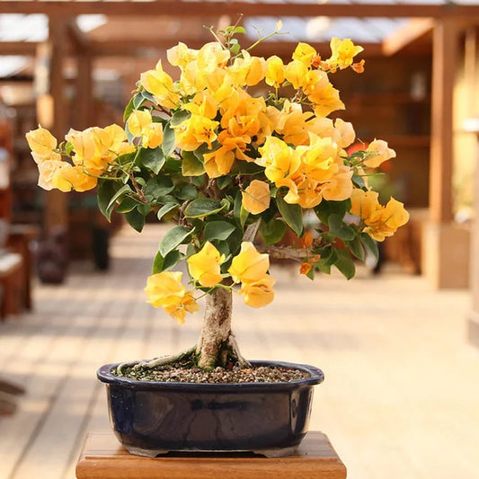 Bougainvillea Flower Plants (Yellow) Colour