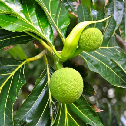 Hybrid Bread Fruit Plant Grafted